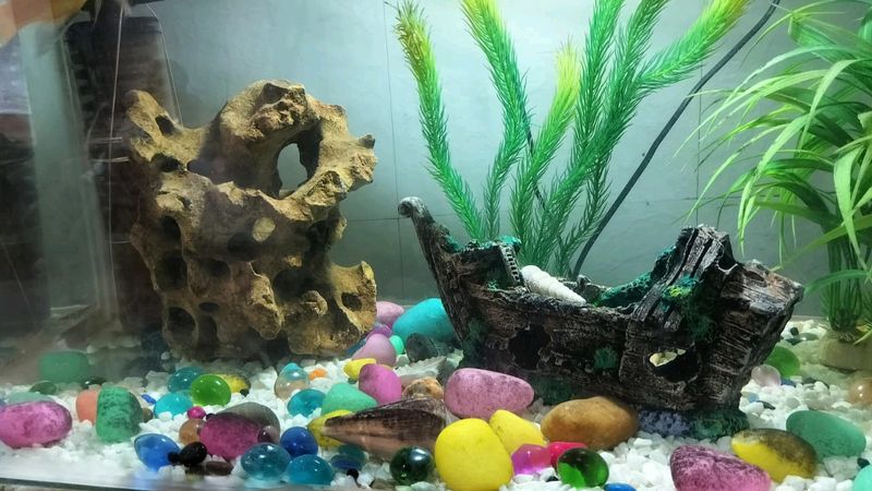 Big Size Aquarium