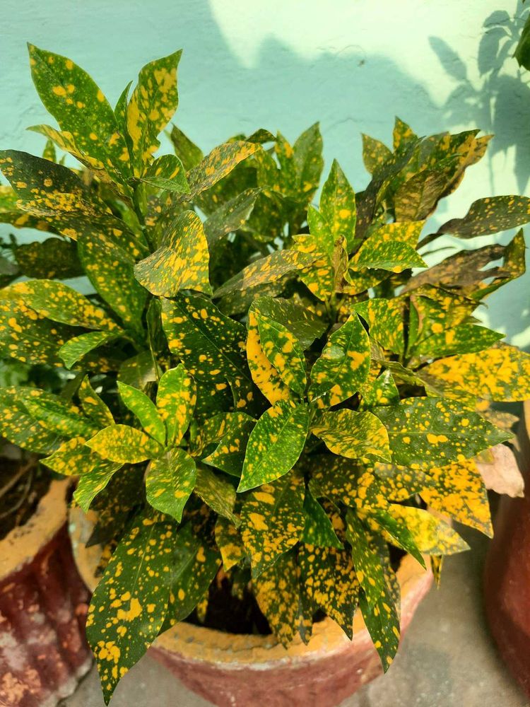 Plants