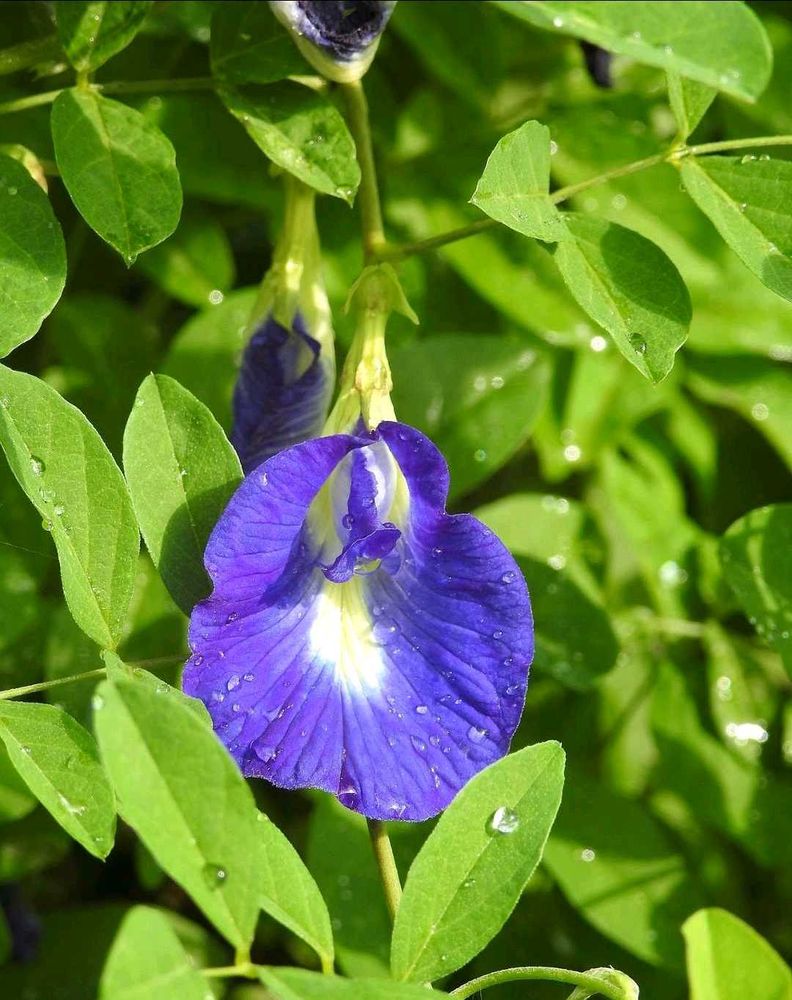 combo bulk seeds aprajita