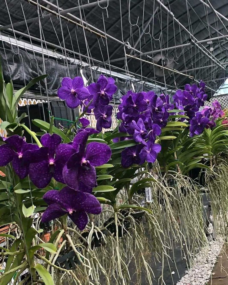 Orchid Plant Pack Of 1
