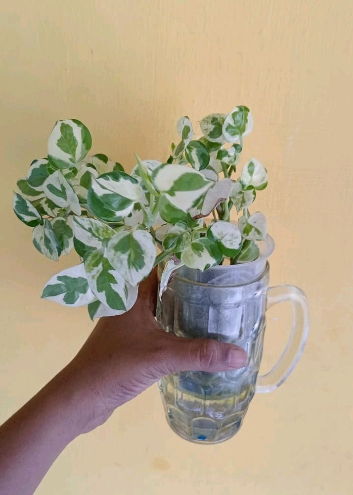 Money Plant