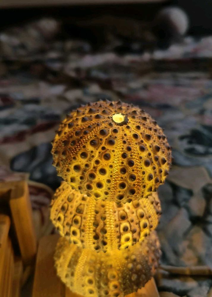 Original Shells - Rare And Beautiful