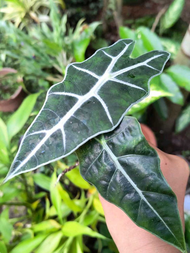 Alocasia Plant