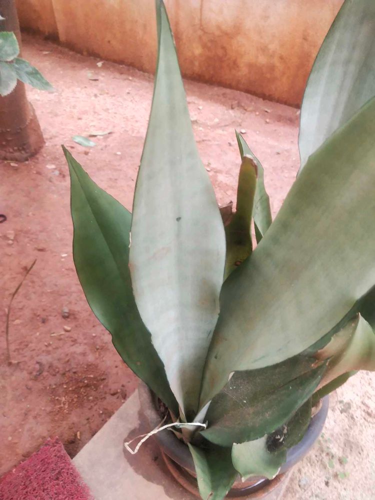 Moonshine Snake Plant With Root