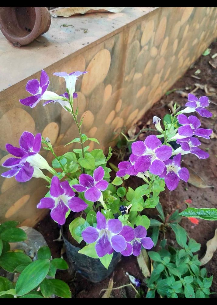 Chinese Violet