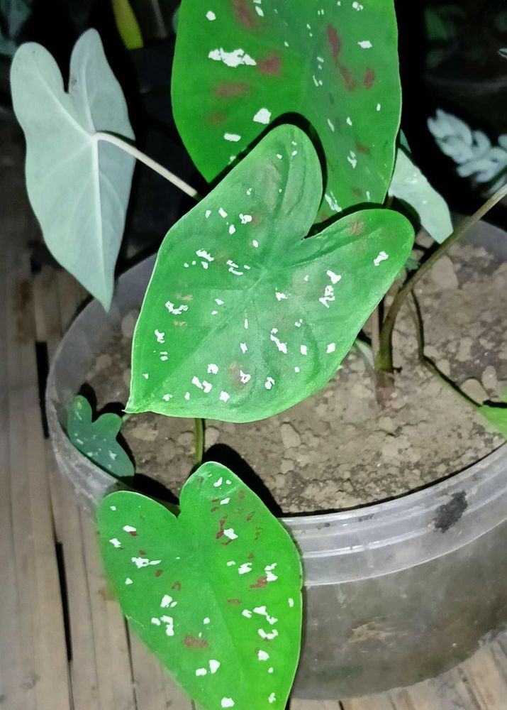 This tropical plant is known for its vib