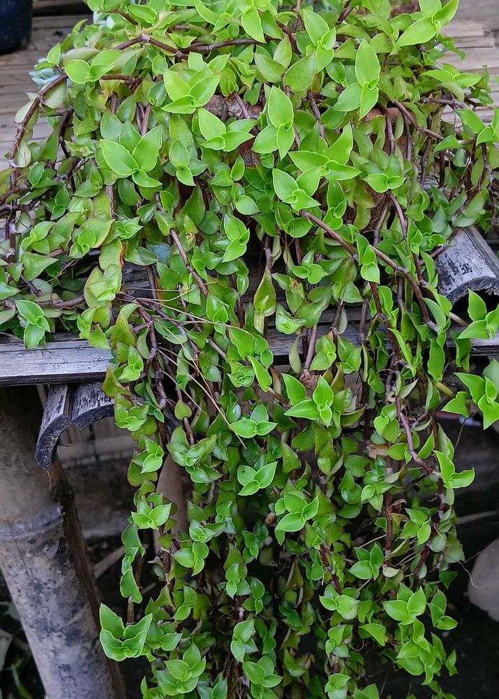 All Are Hanging Plants