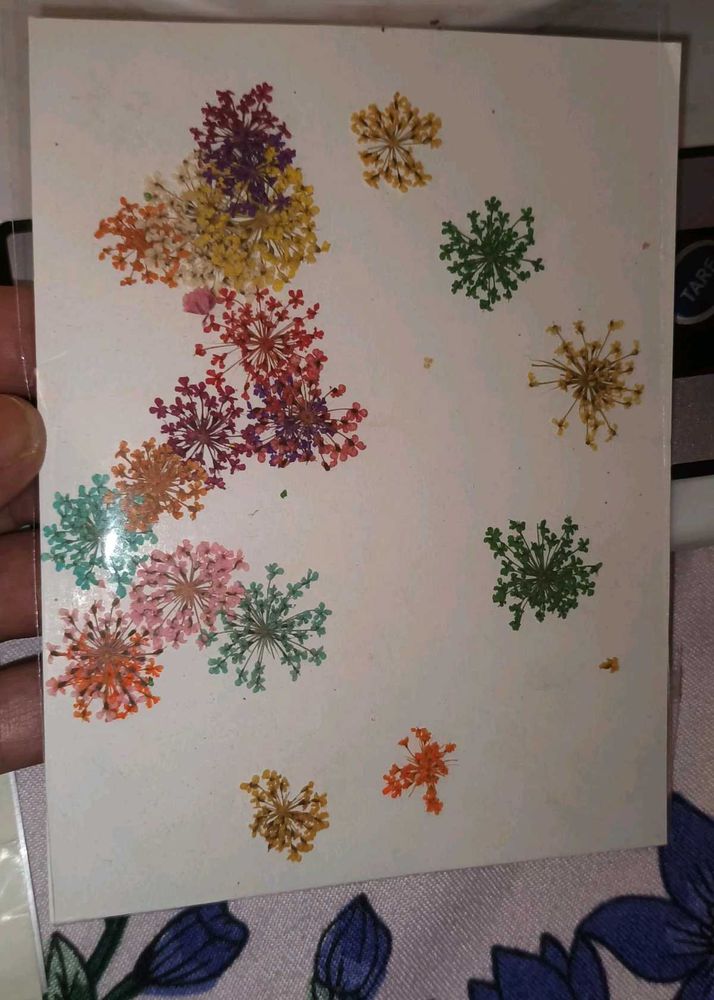 Pressed Flower for RESIN