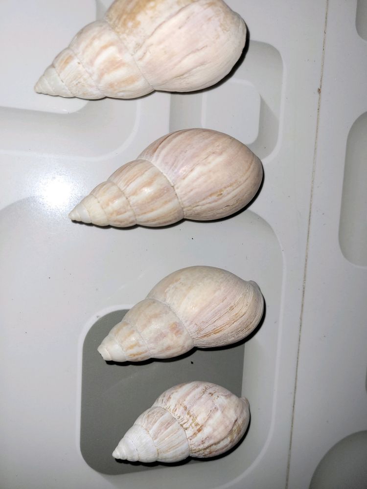 Big Shell 🐚  with 4 quantity