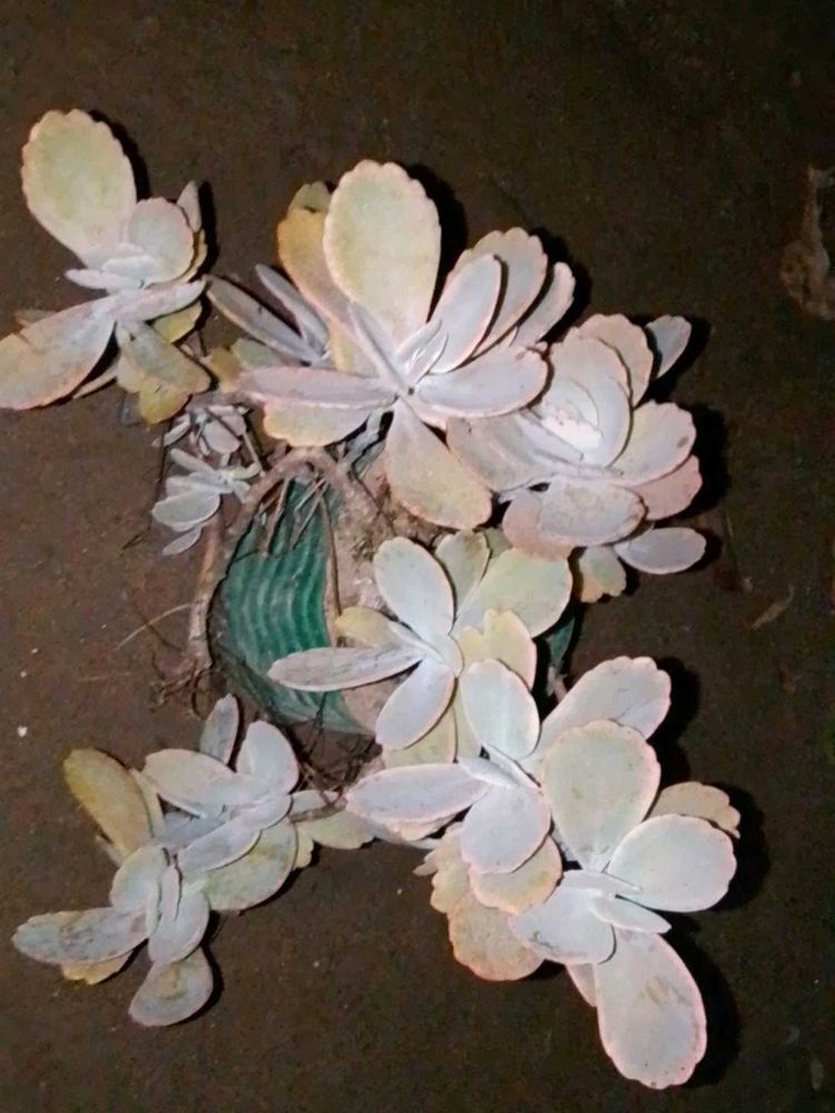 kalanchoe levender scallops succulent plants