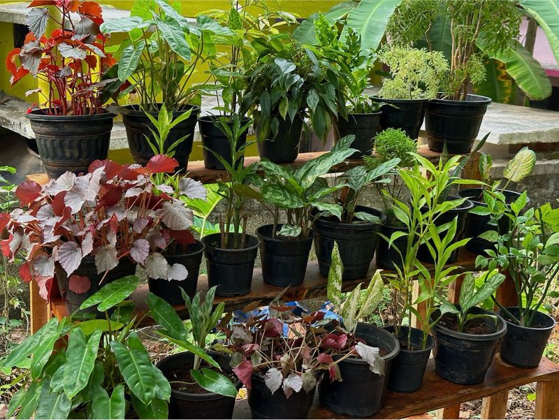 You Can Select 10 Live Root Plants