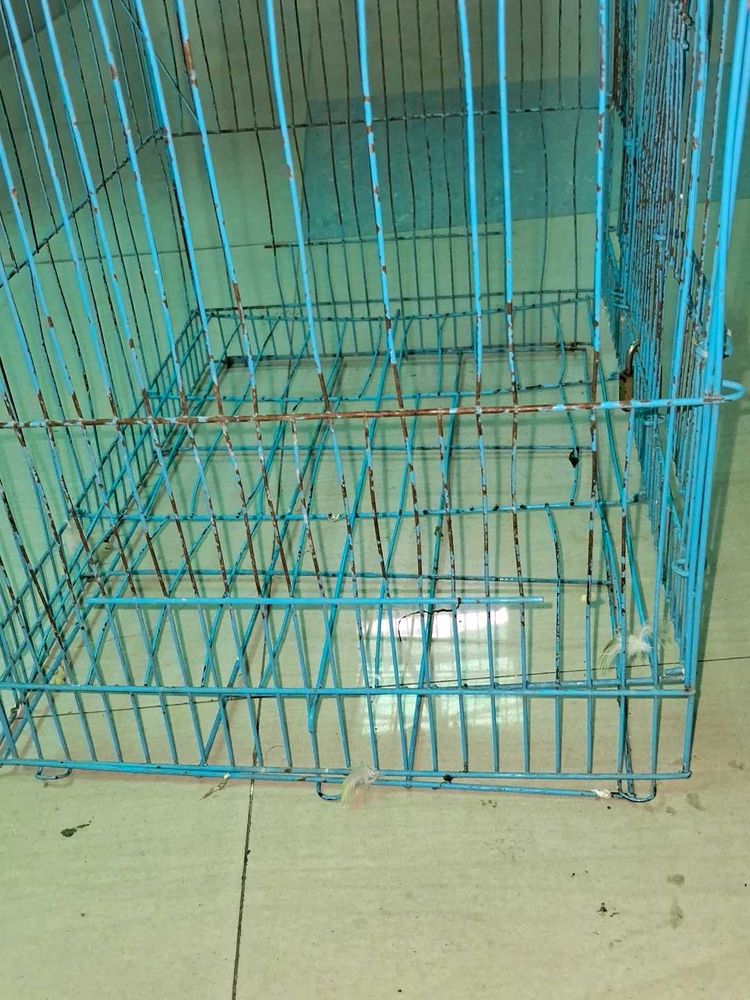 Blue Bird Cage