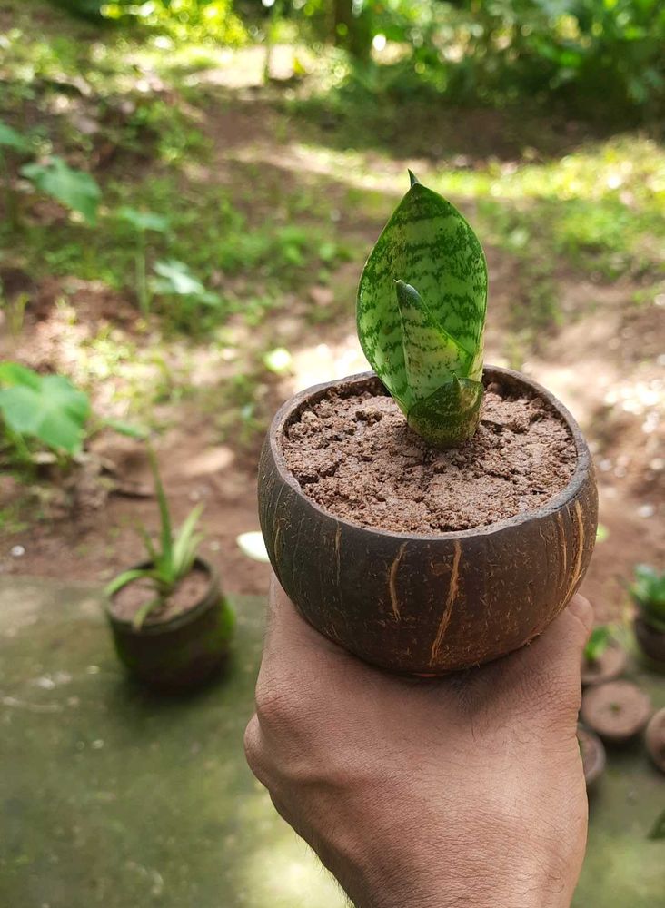 Snake Plant