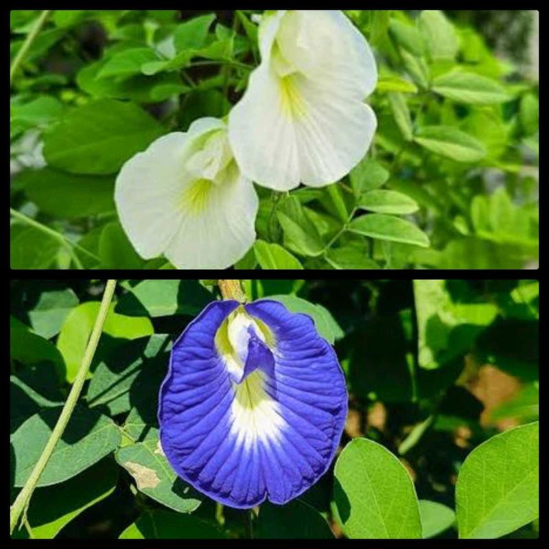 100 seeds aprajita total