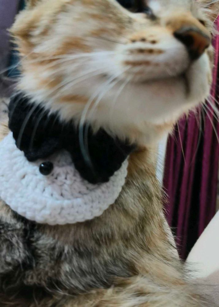 Cat Collar with Bow Tie