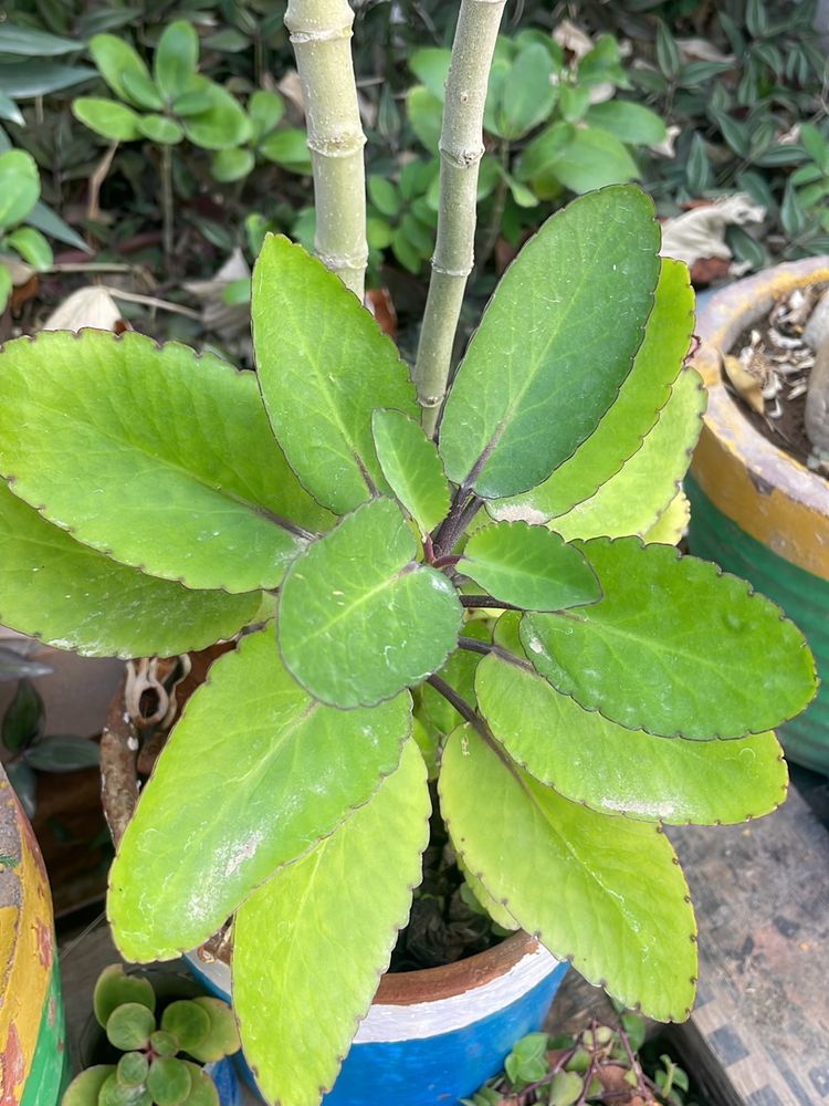 Pattar Chitta Plant