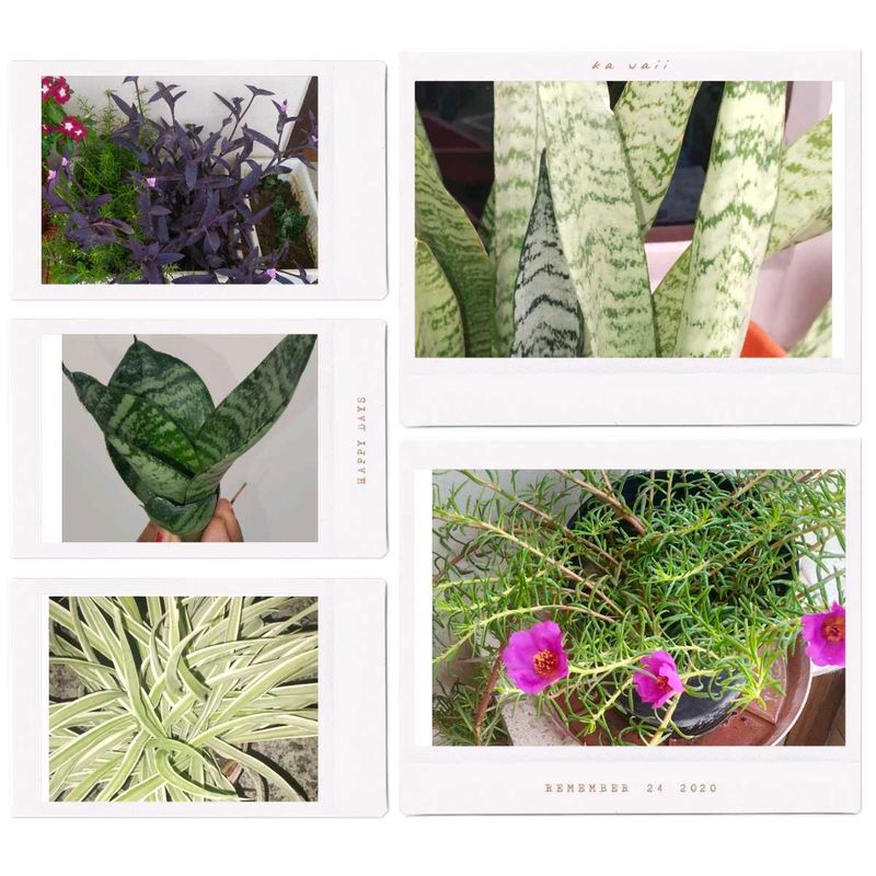 Combo Of Five Plants