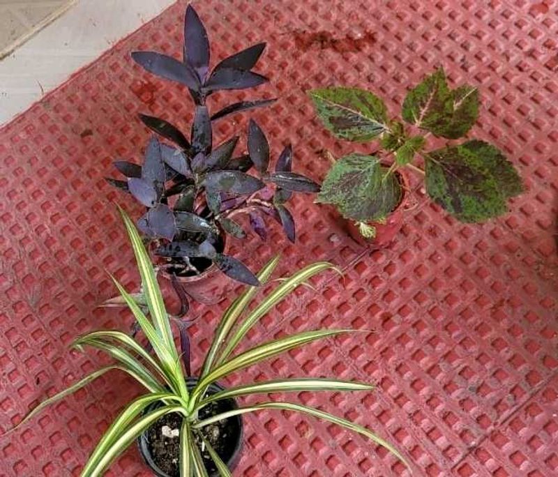 Set 3 Heart' Purple 💜 &amp; Pandanus&amp; Colous Plant