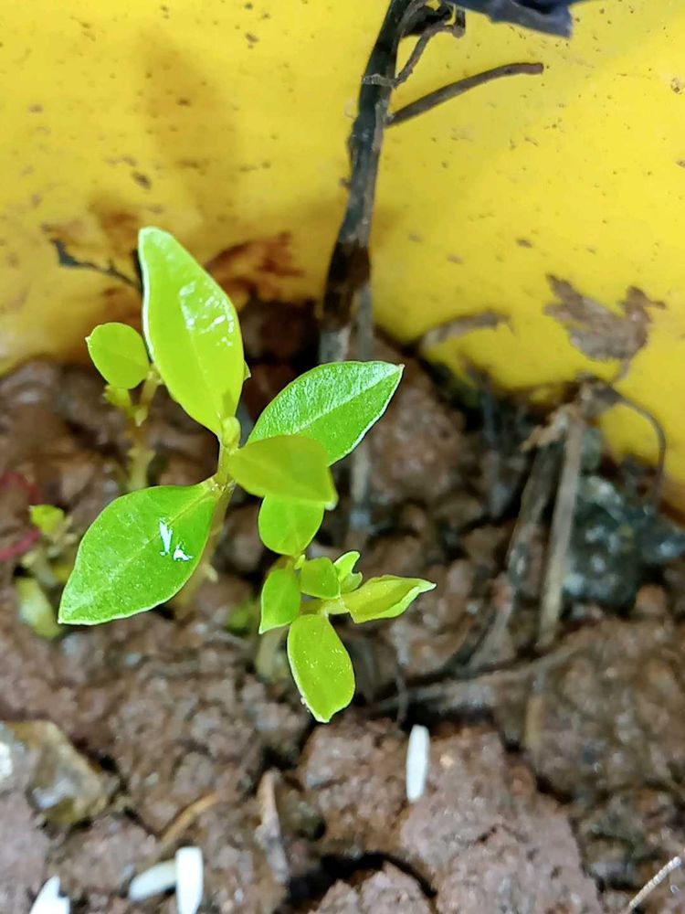 Jamun , Alovera Plant ☘️ Cute Potted 🌱