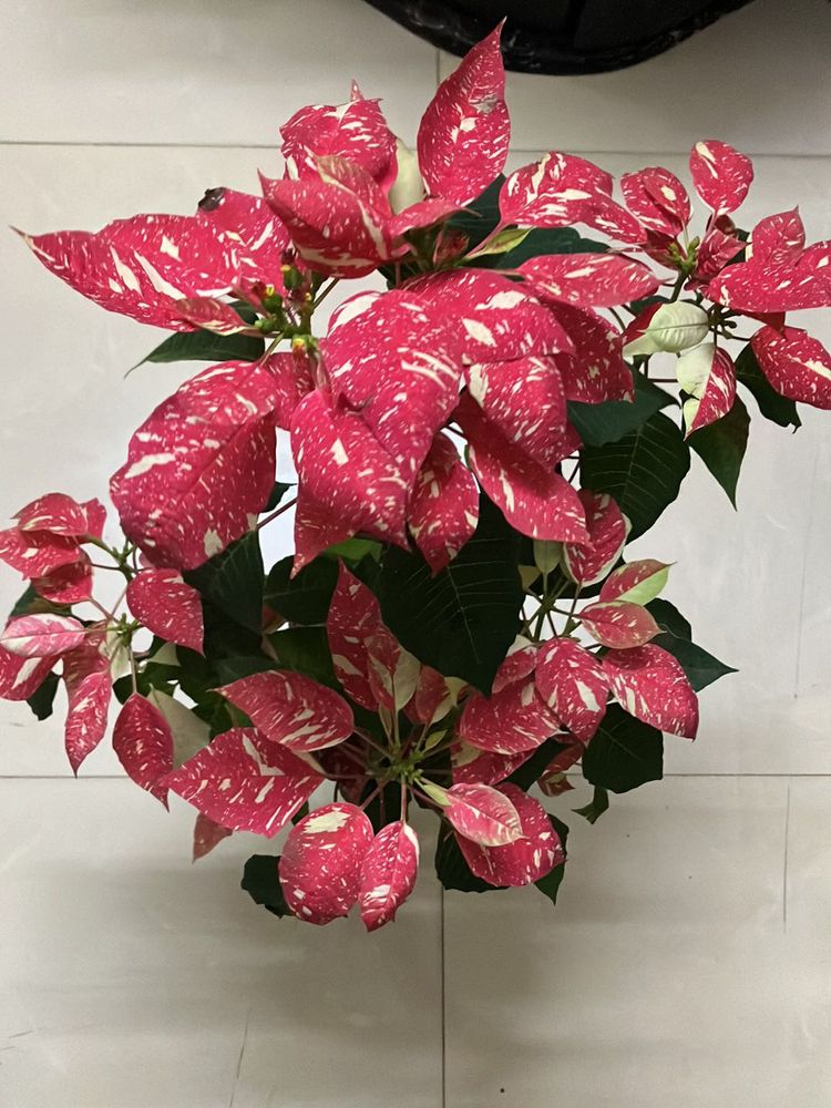 Spotted Poinsettia Plant