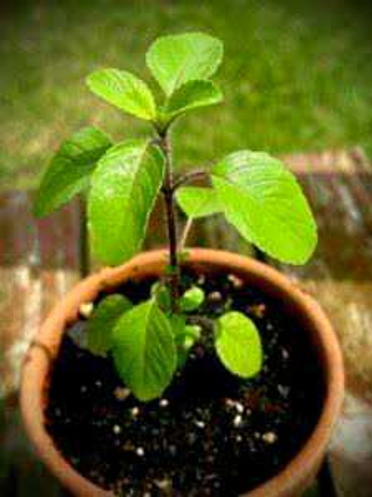 Tulsi Live Plant