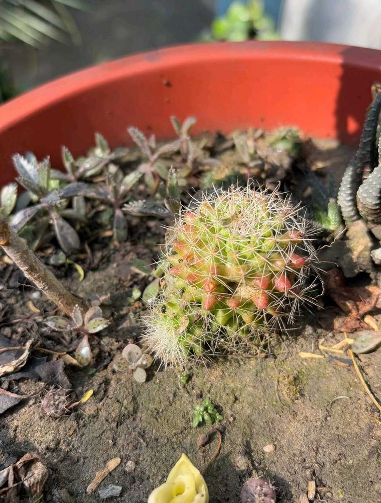 Mammillaria Cactus