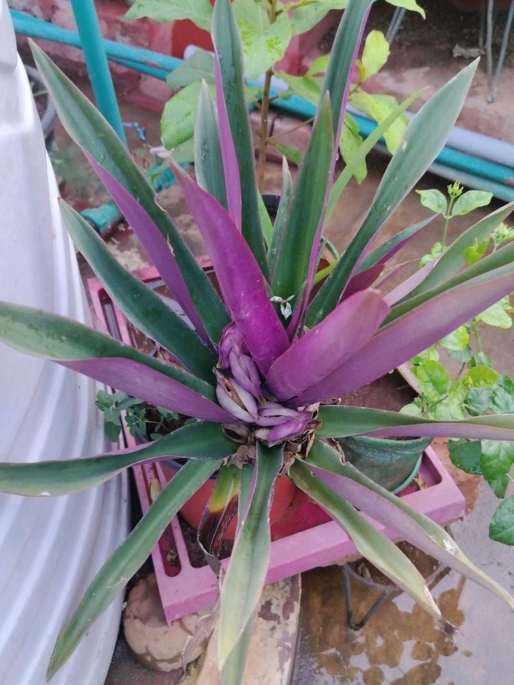 Plant