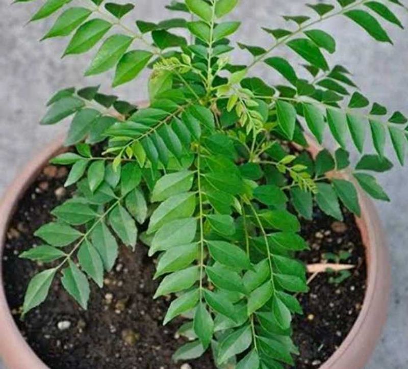 Curry Plants