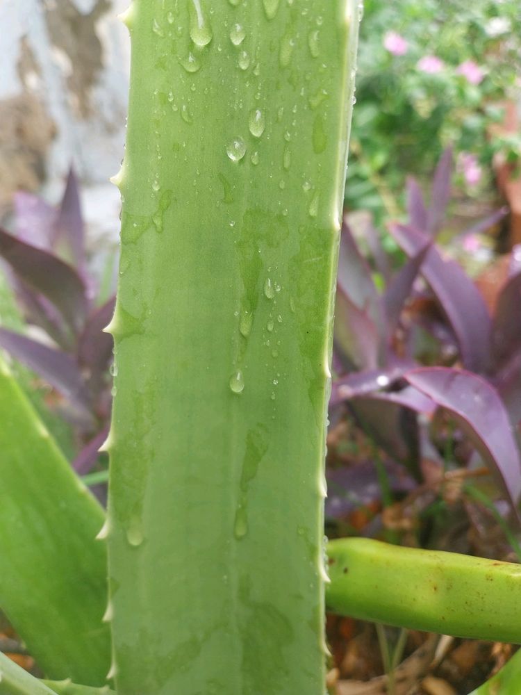 alovera