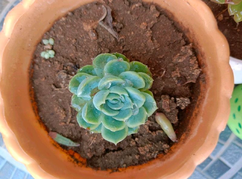 Combo Of 3 Succulents (Without Pot)