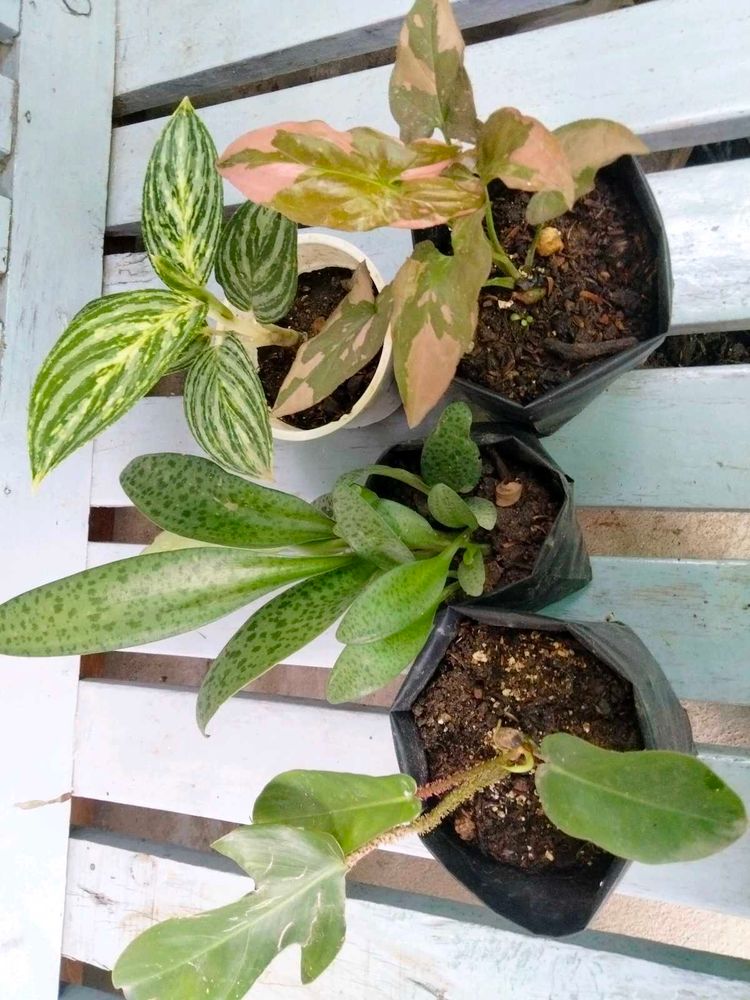 Beautiful Patterns On Leaves Plants Combo.