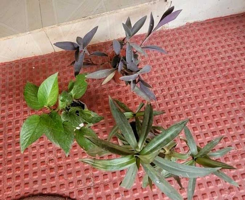 3 Set Plants ☘️