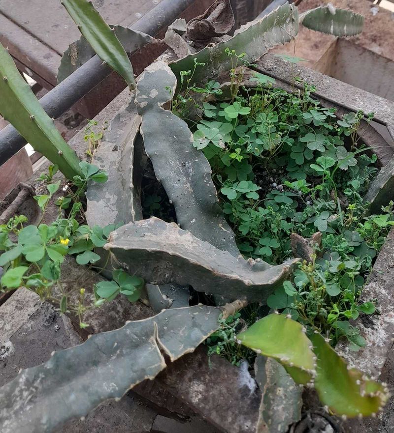Live DRAGON FRUIT plant
