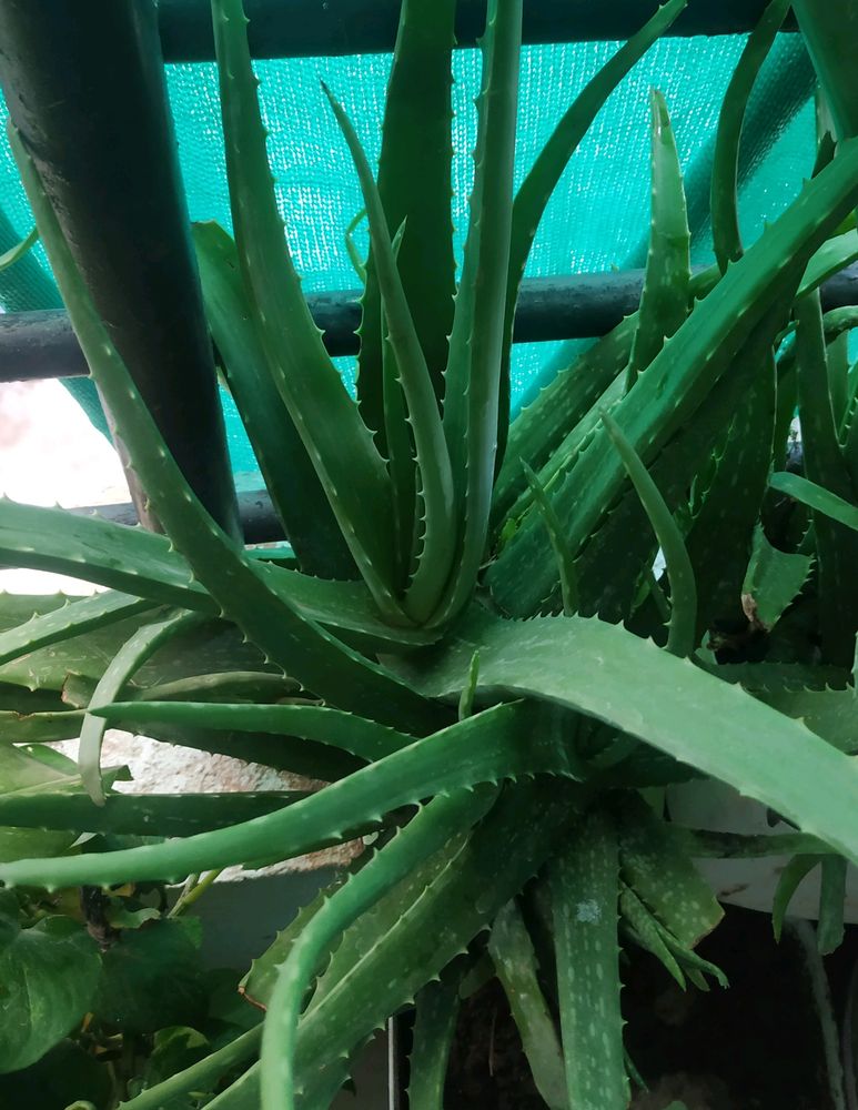1 Ayurvedic Green  Healthy Aloe vera
