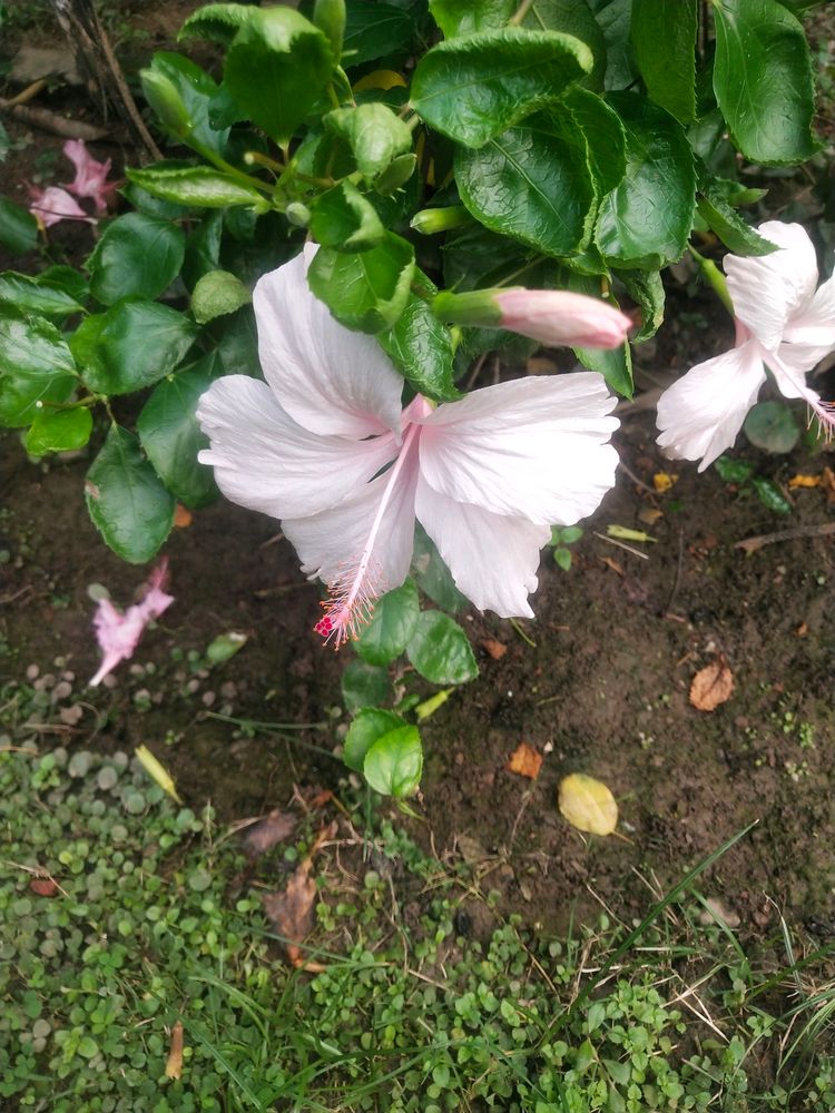 Beautyful 2 Color Of Hibiscus Flower Cutting Available