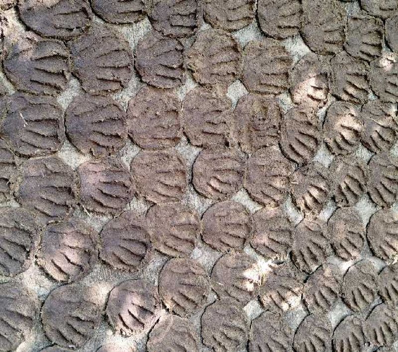 Homemade COW DUNG 30Pic