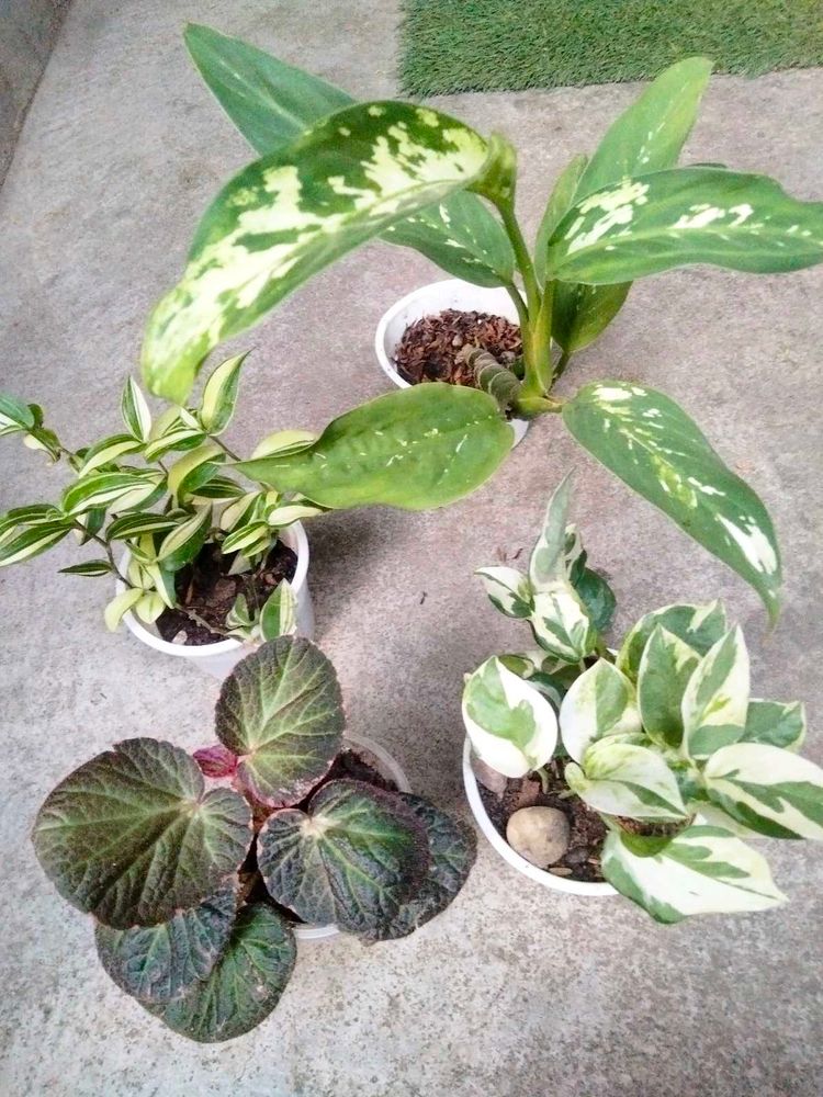 Collection Of House Plants Combo
