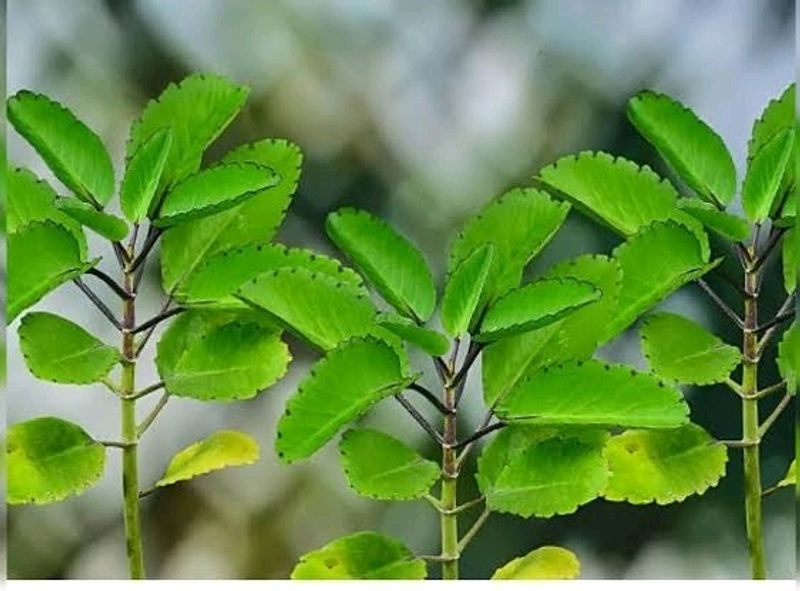 Patharchatta plant, Kidney Stone Plant