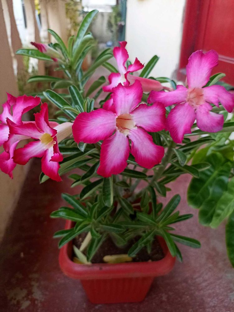 Adenium Seeds Combo