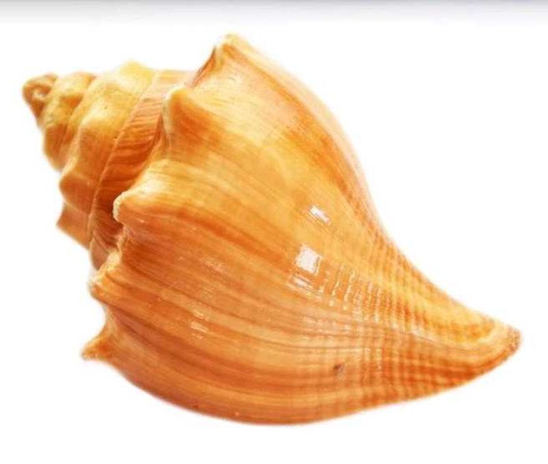 Natural Seashell Decor