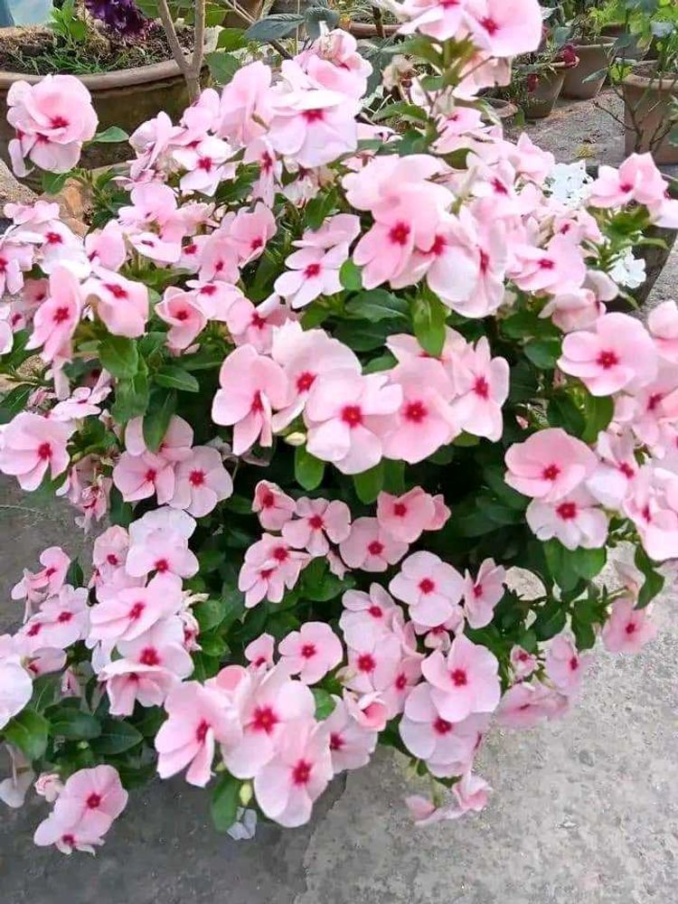 Periwinkle Sadabahar  Different Clour Pack Of 2