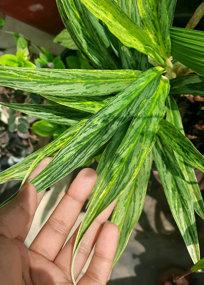 Aglonema Set