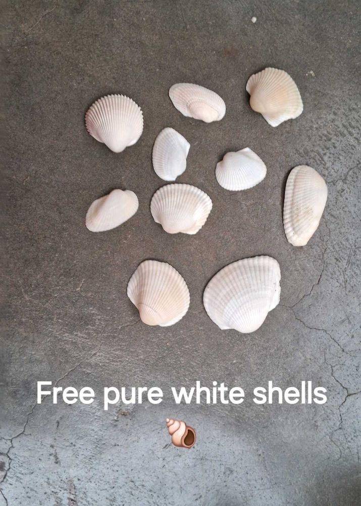 Sea Shells From Andhra Pradesh 130 Shell