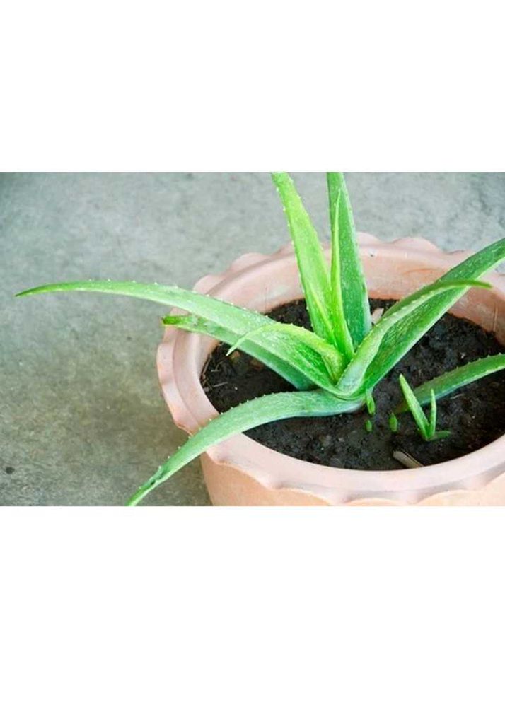 Aloevera Plant🌱