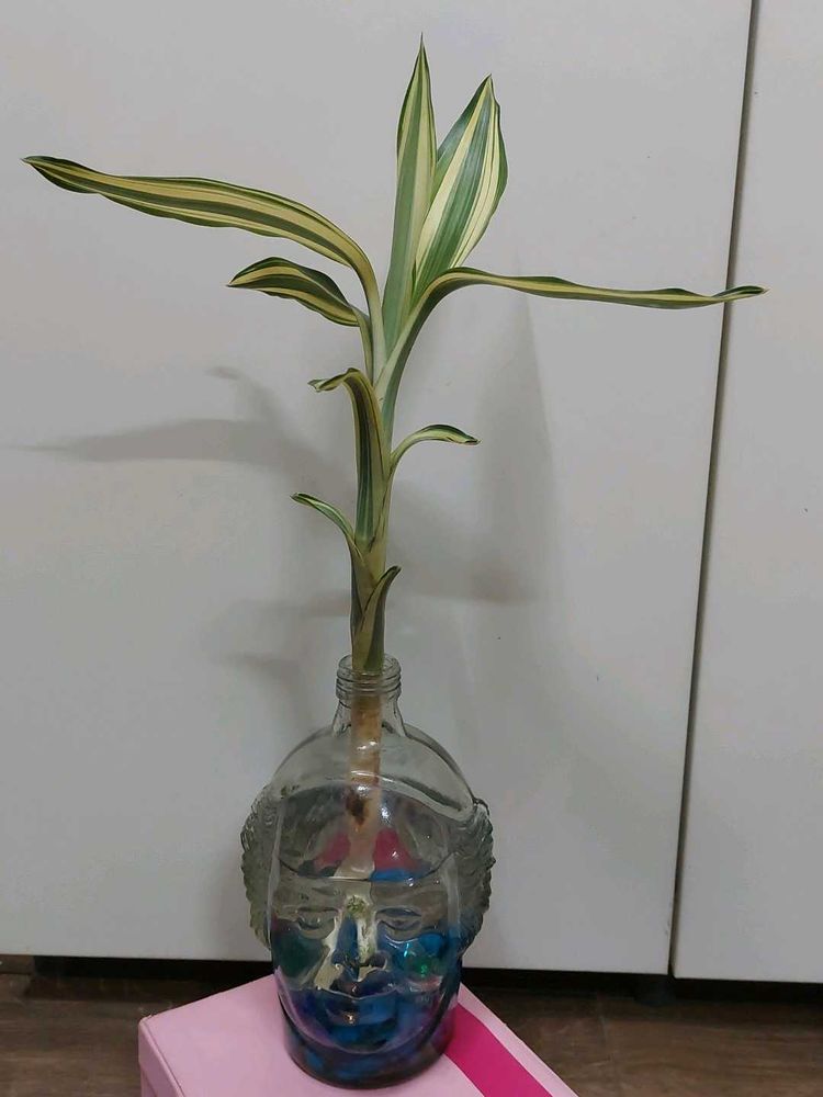 Bamboo With Roots