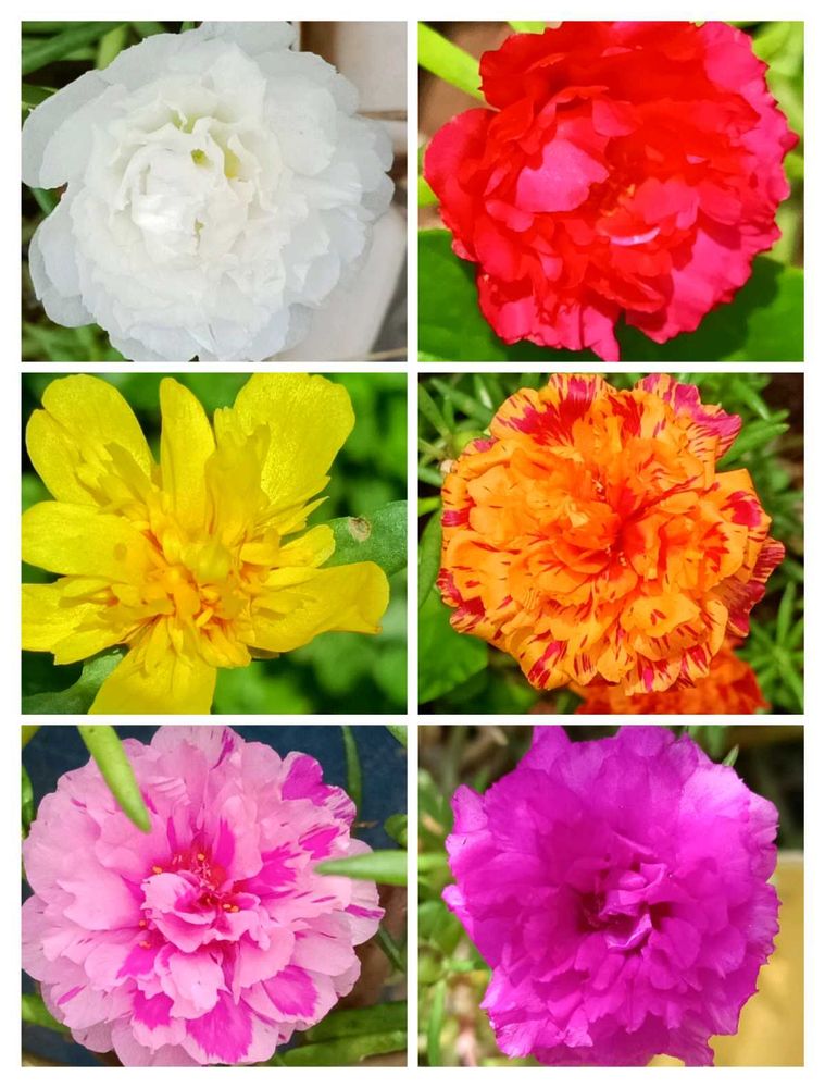 Colorful Assorted Portulaca Flowers- Mansoon Sale