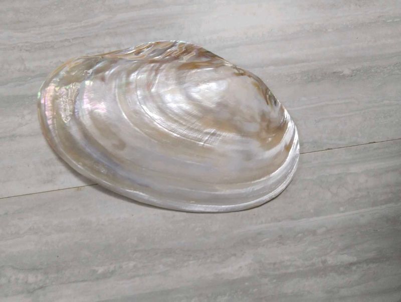 mother of pearl shell