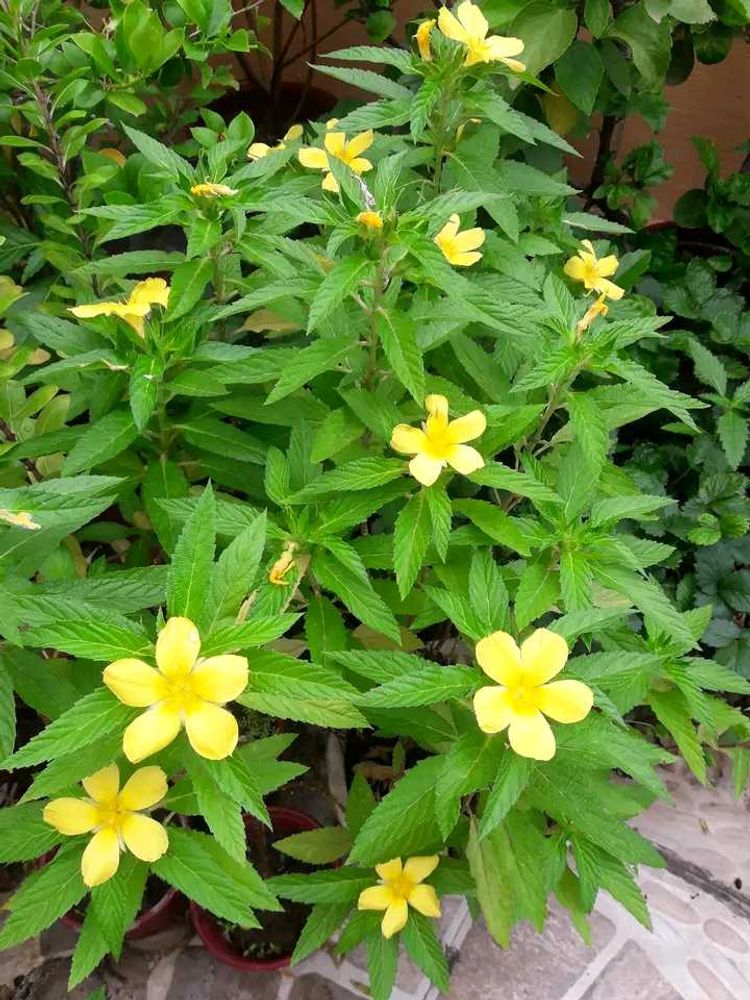 3 Turnera Ulmifolia (also known as Yellow Alder)