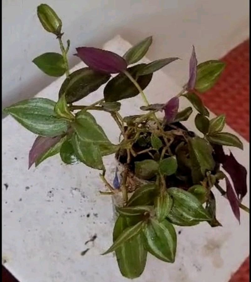 Tradescantia zebrina plant