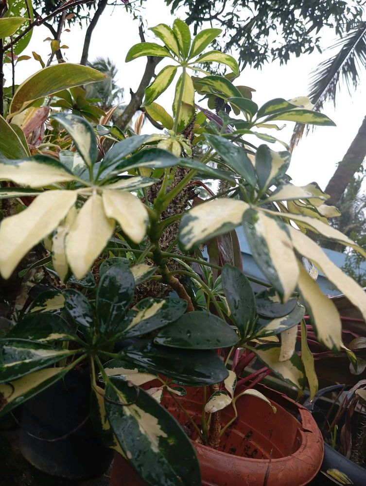 Dwarf Umbrella Tree Variegated